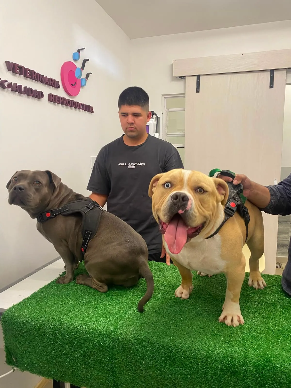 American bullies reproductores en la clínica