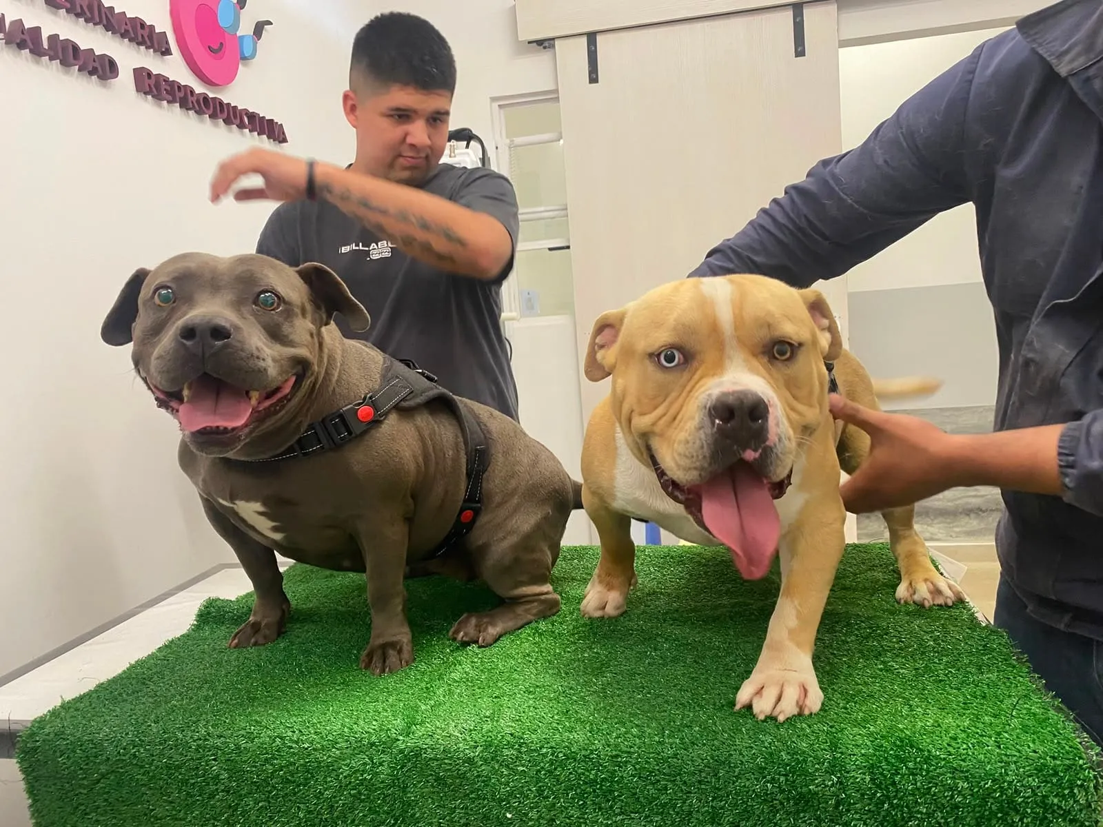 American bullies en la mesa de examen