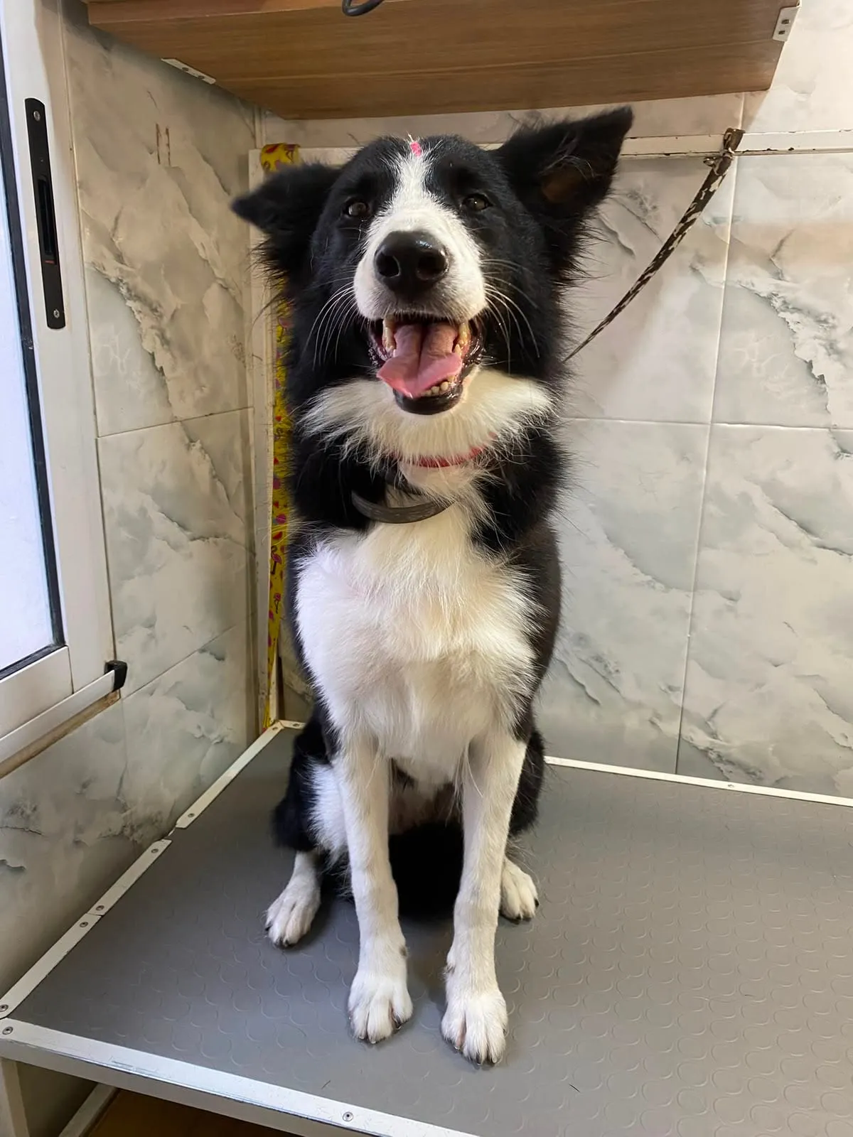 Border collie sonriendo en la mesa de peluquería
