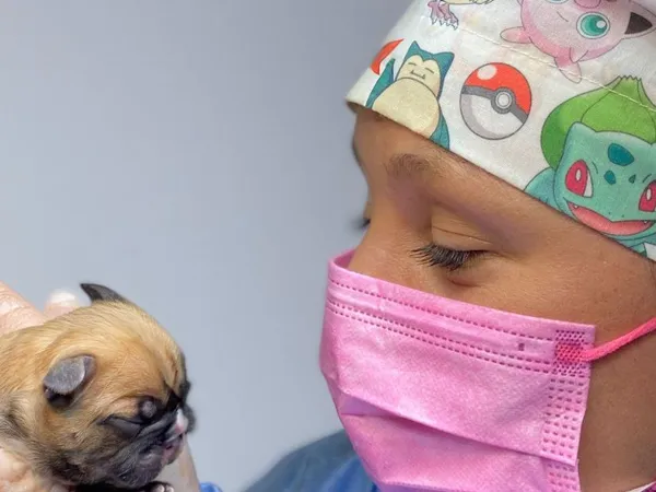 Cachorro recién nacido — primeros minutos de vida