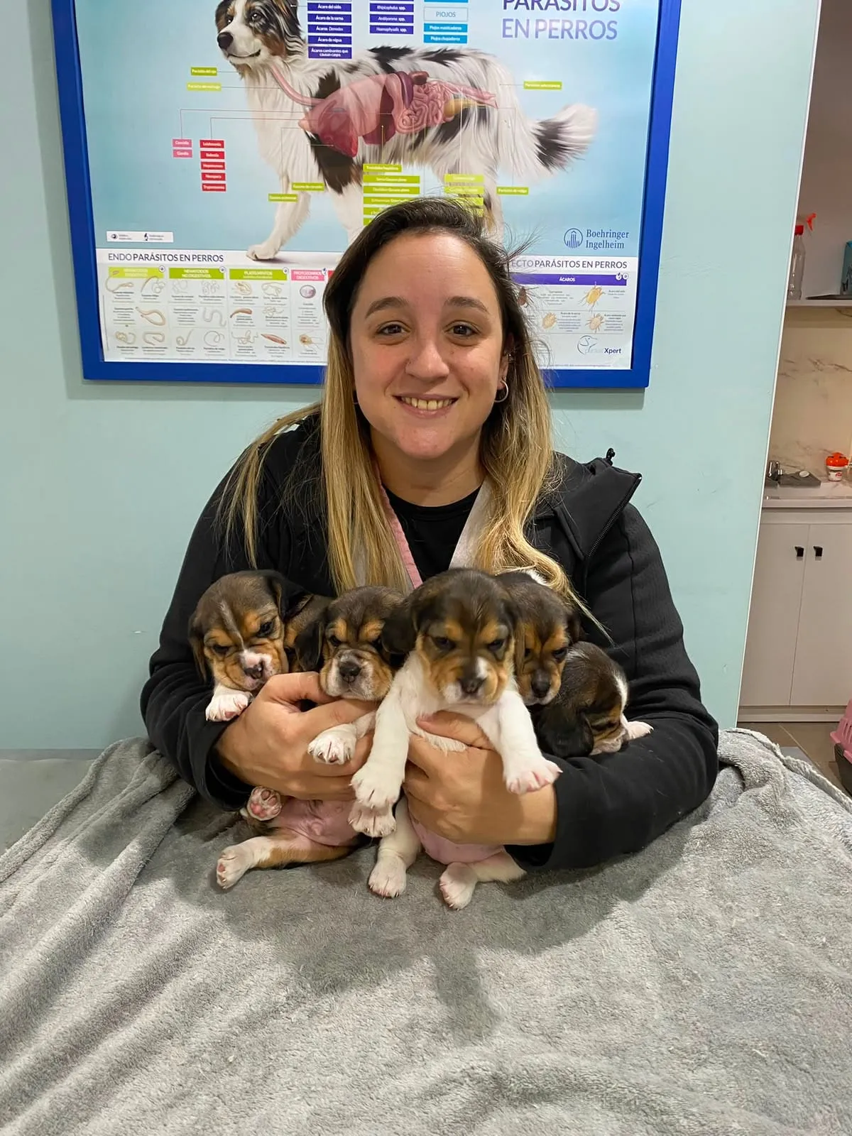 Cachorros beagle en brazos de la veterinaria