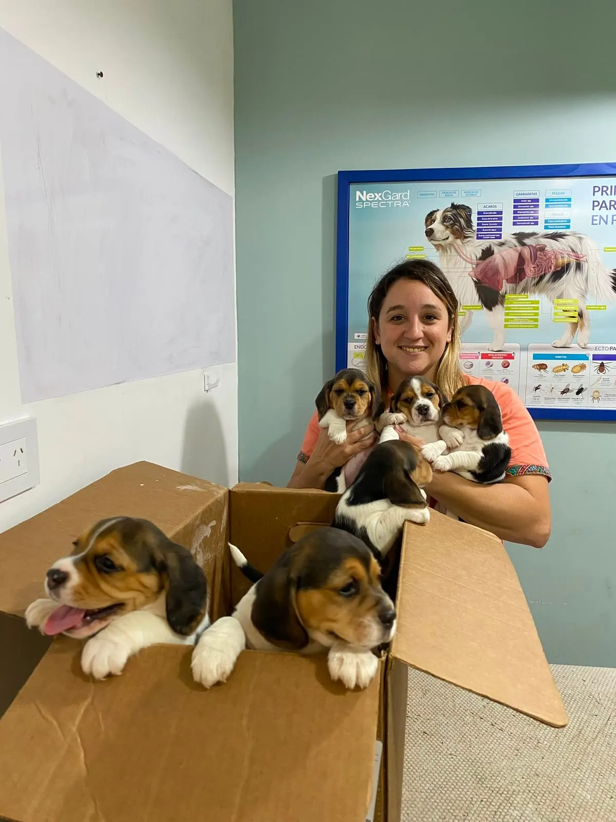 Camada de cachorros beagle