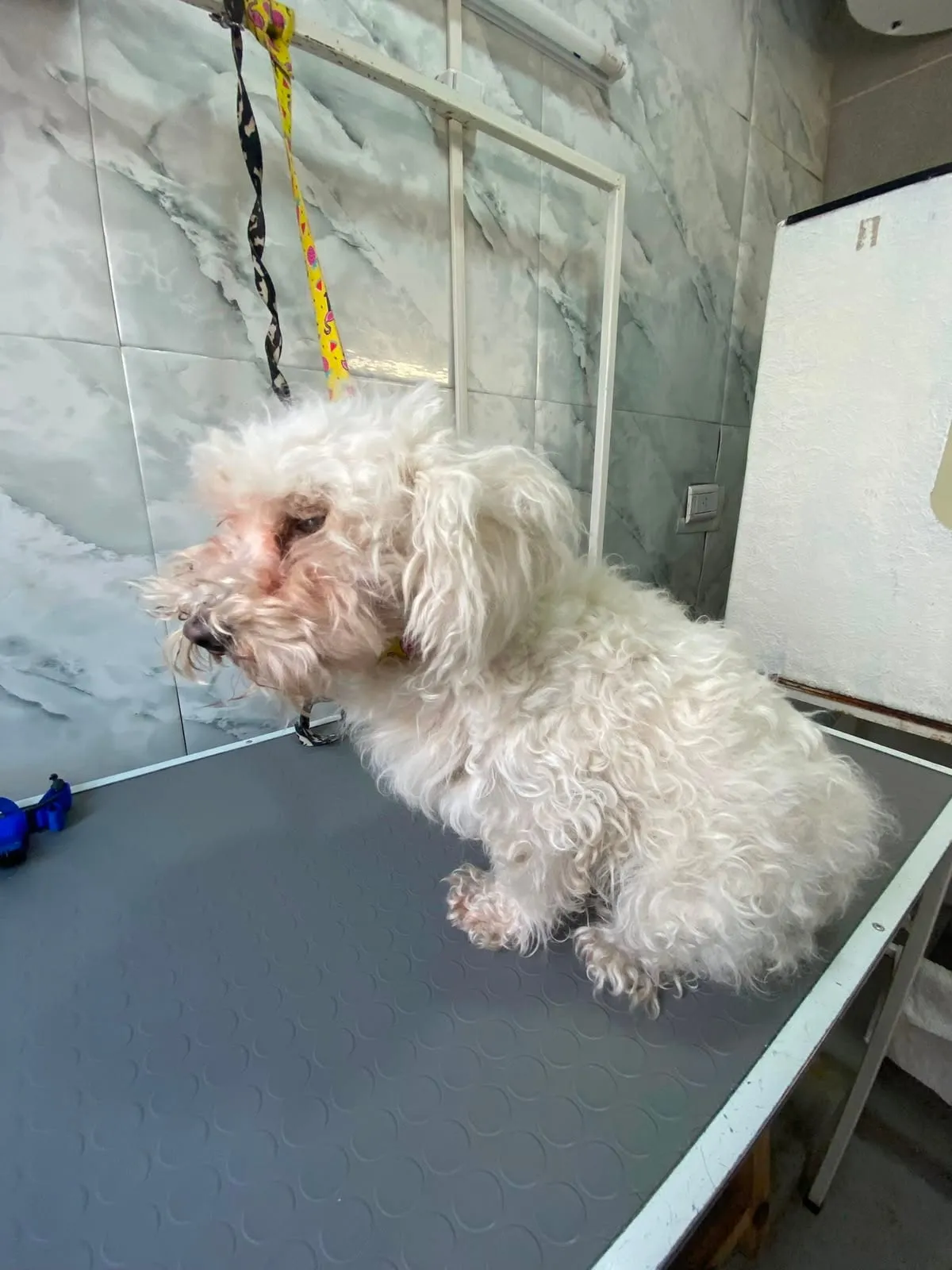 Caniche antes del corte