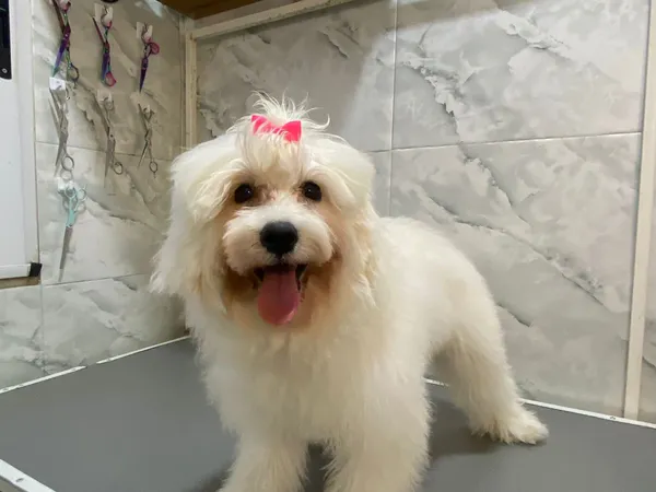 Caniche con corte profesional
