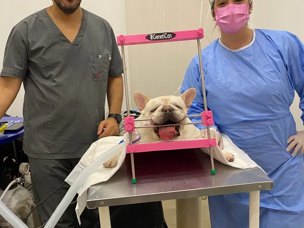 Equipo de inseminación