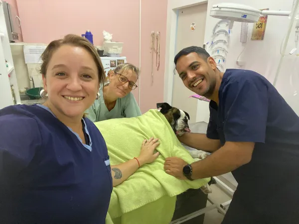 Equipo post-operatorio en cirugía de braquicefálico
