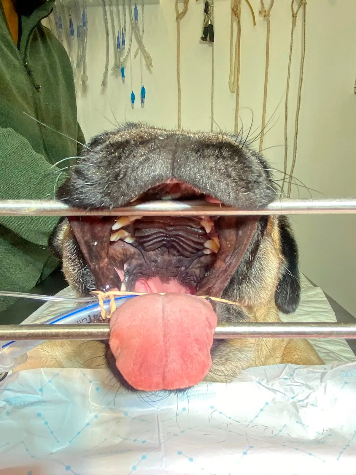 Evaluación intraoral de un paciente braquicefálico