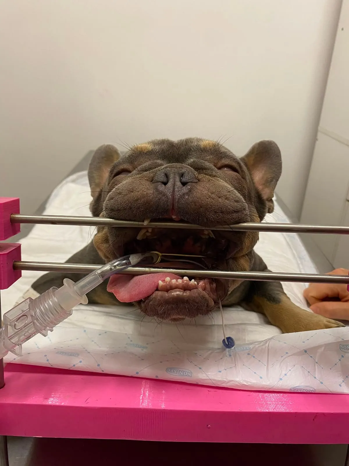 Bulldog francés dormido bajo anestesia en la mesa quirúrgica