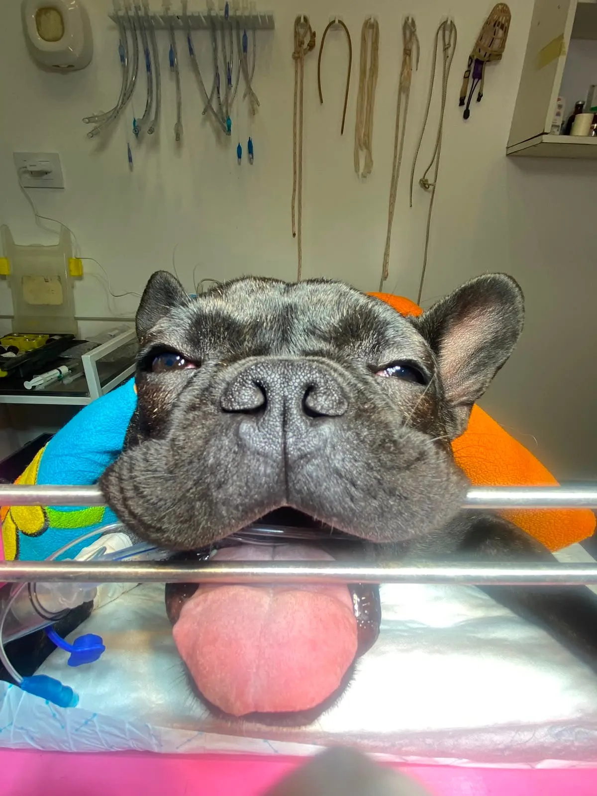 Bulldog francés bajo anestesia controlada