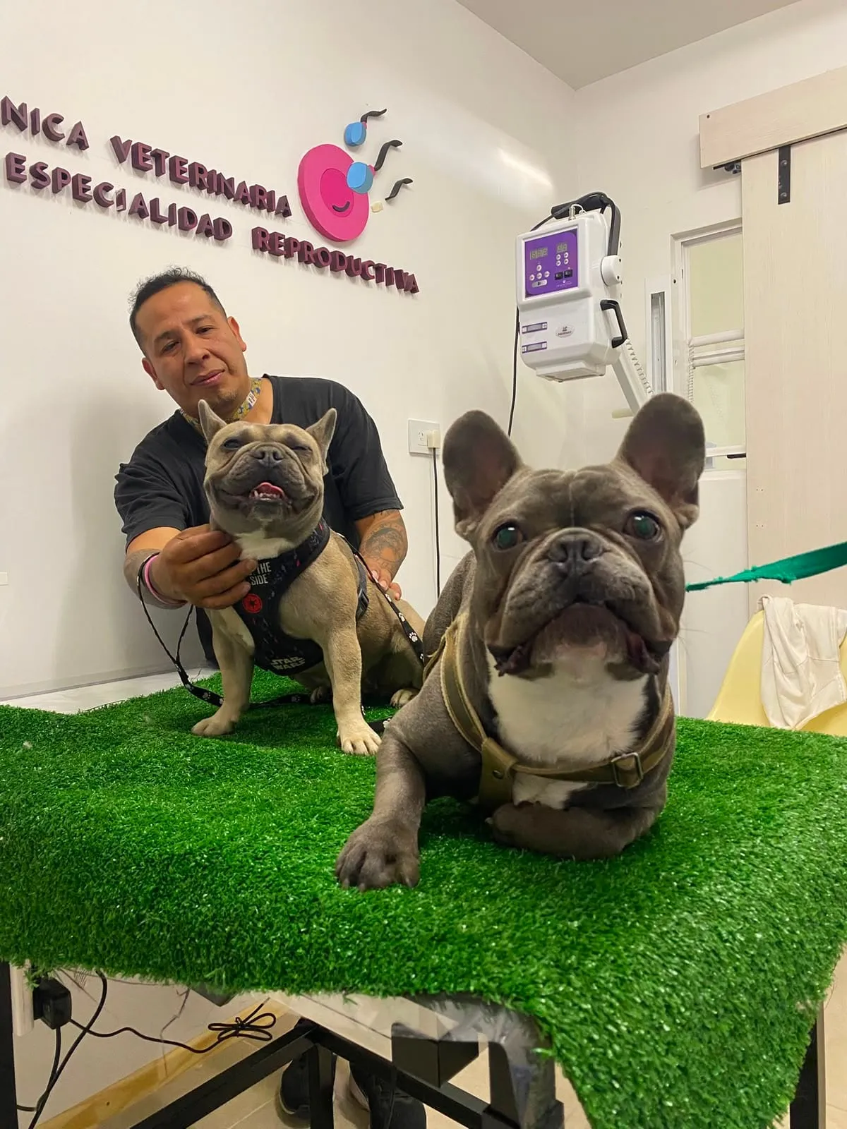 Bulldogs franceses reproductores en la clínica