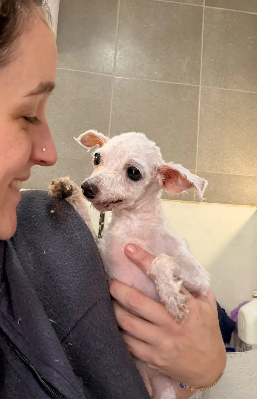 Peluquera de NeoVet con un caniche mini
