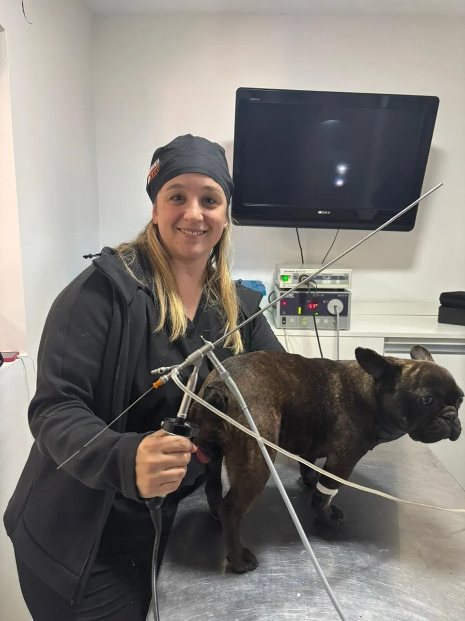 MV Paula Silveyra realizando una inseminación transcervical con endoscopio