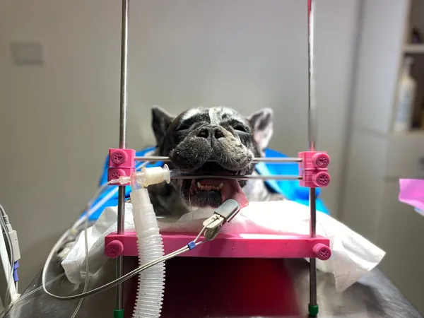 Bulldog durante procedimiento de inseminación
