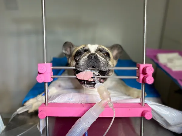Bulldog francés — inseminación exitosa