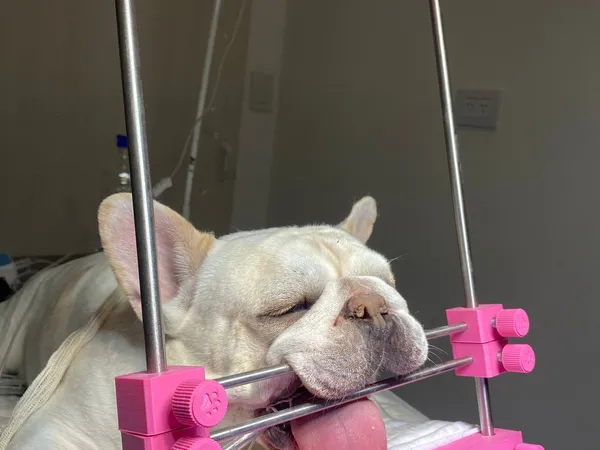 Seguimiento post-inseminación