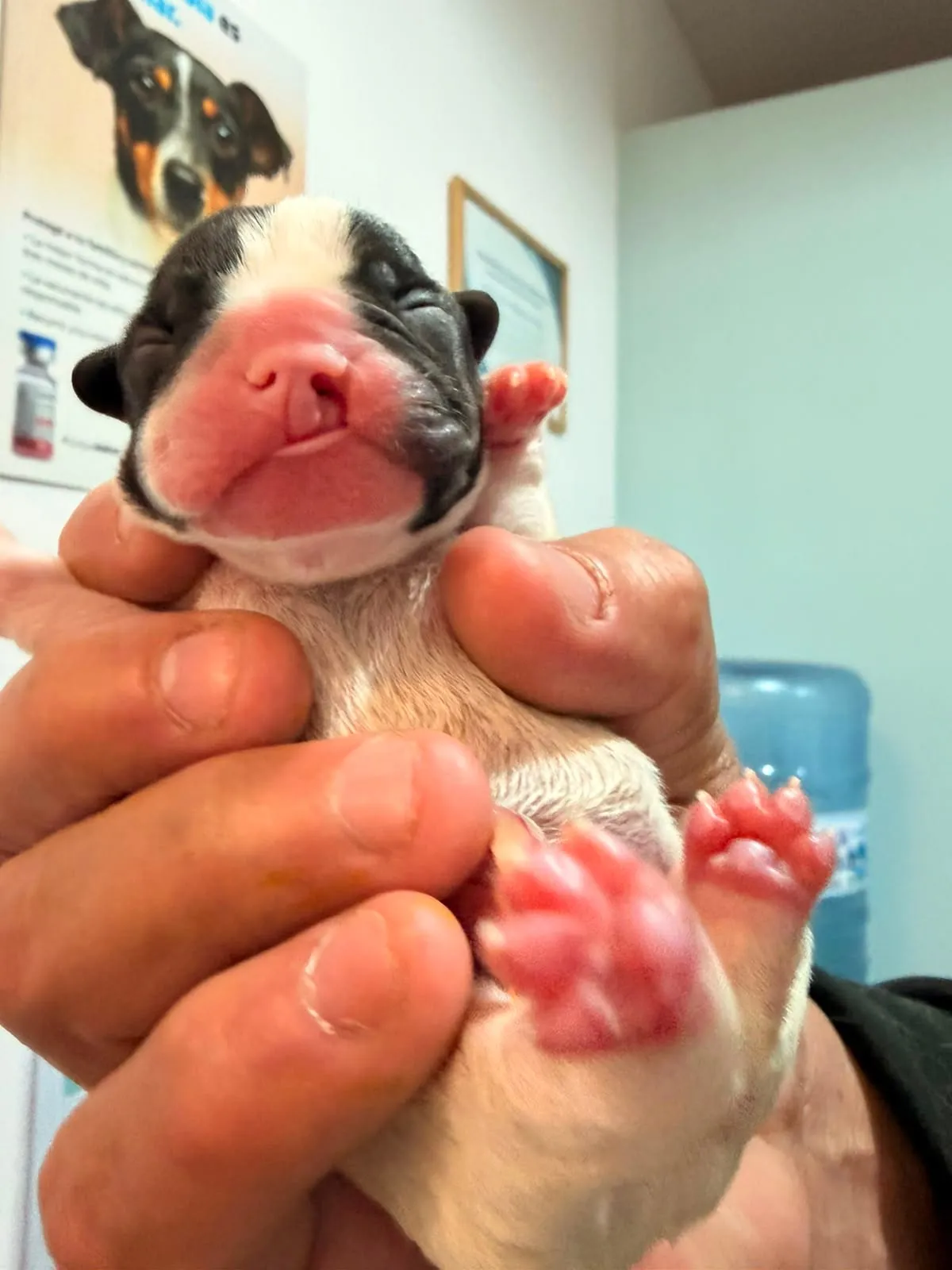 Cachorro recién nacido en las manos de la veterinaria