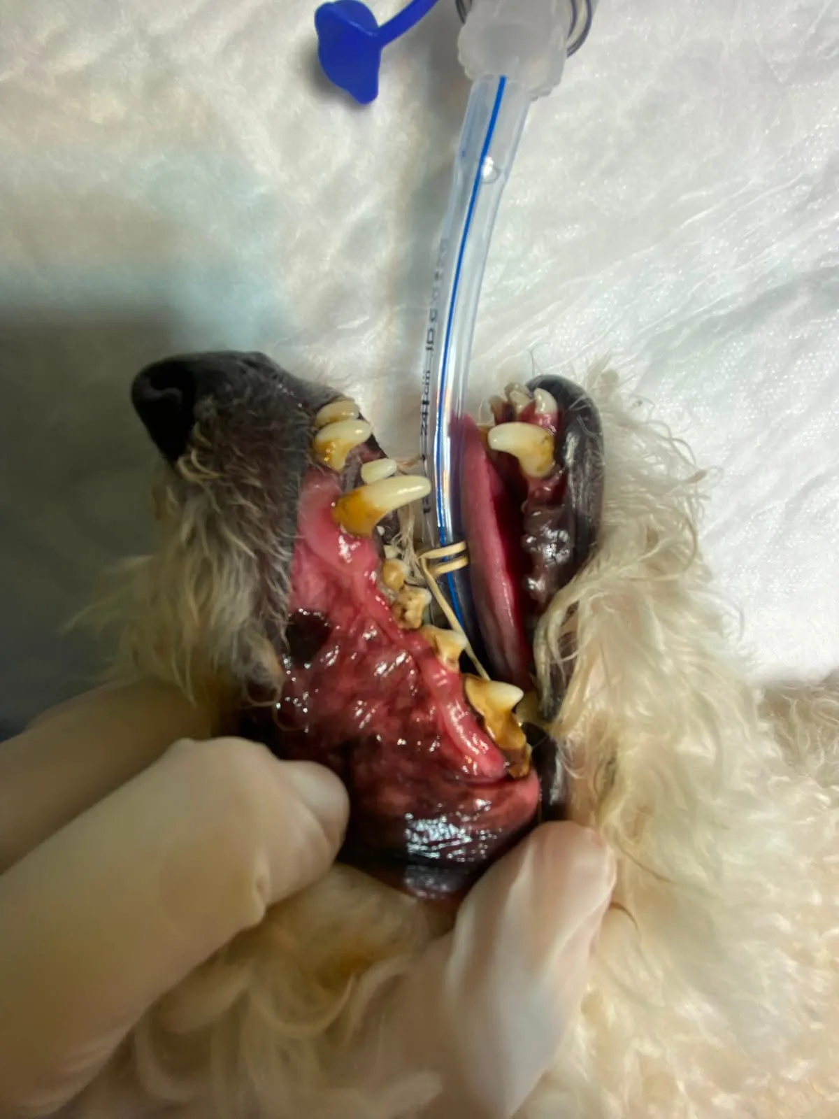 Procedimiento odontológico quirúrgico