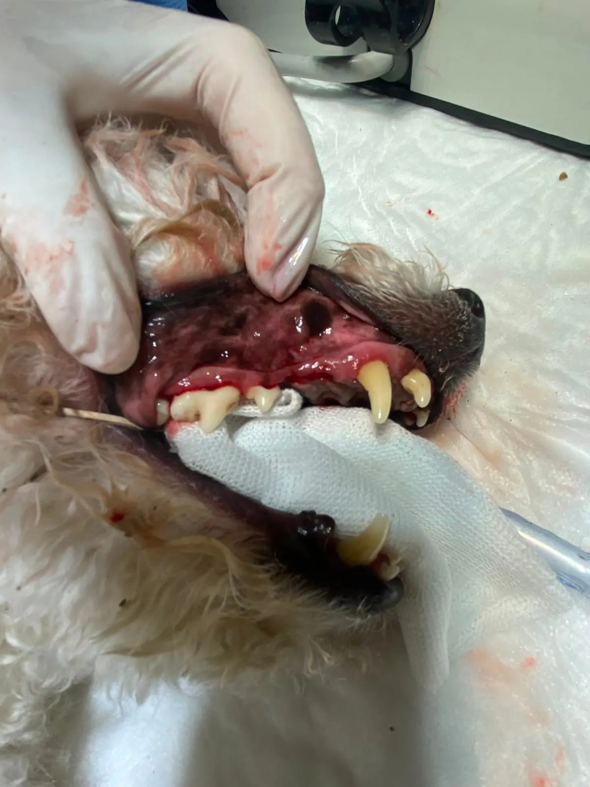 Procedimiento odontológico quirúrgico, detalle