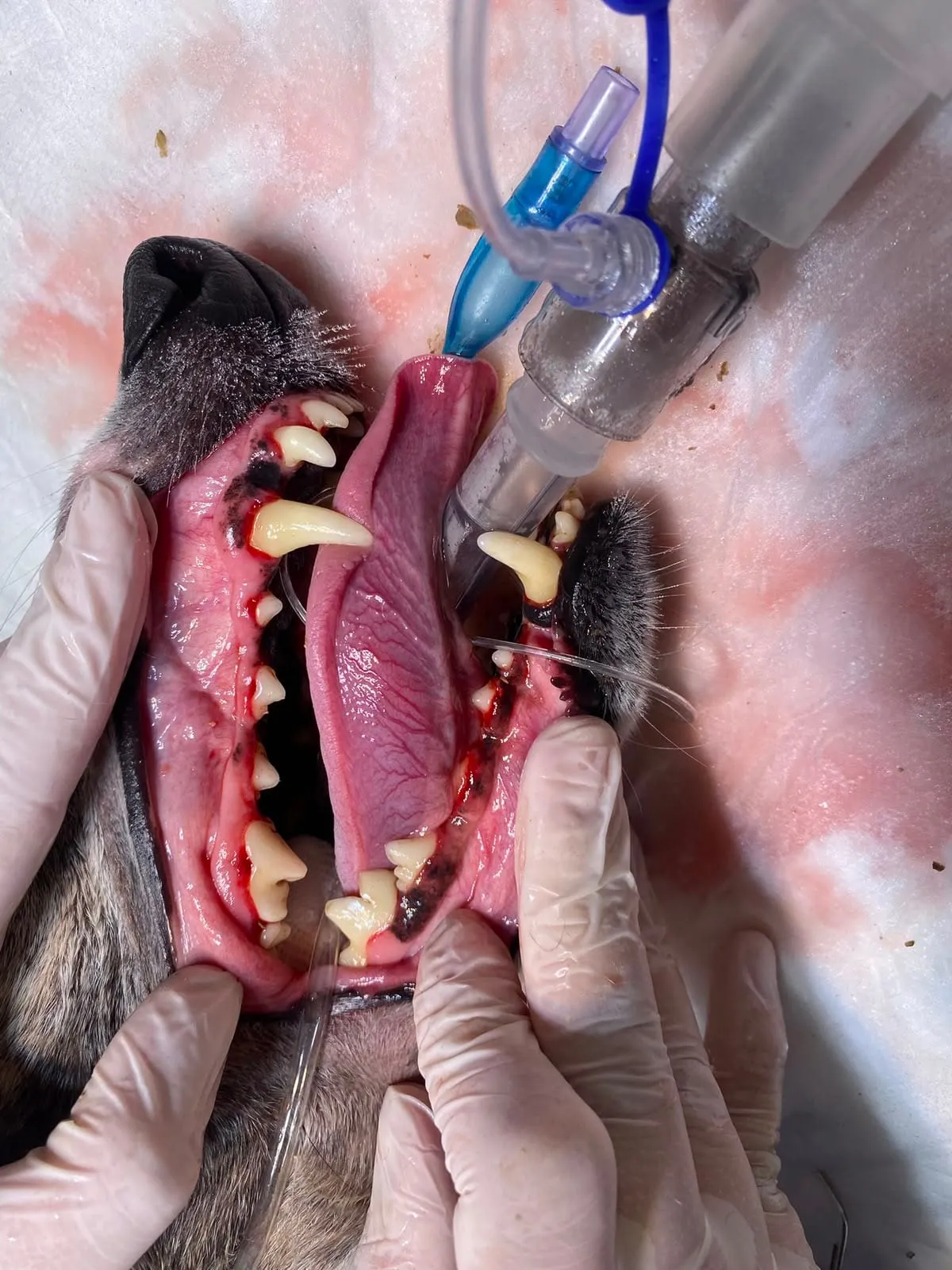 Limpieza y tratamiento dental bajo anestesia