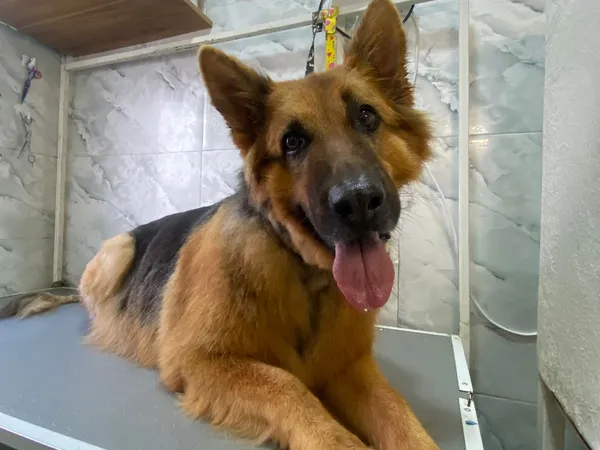 Ovejero alemán con baño y corte