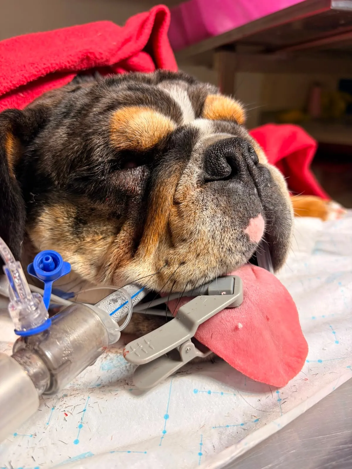 Bulldog en recuperación postoperatoria