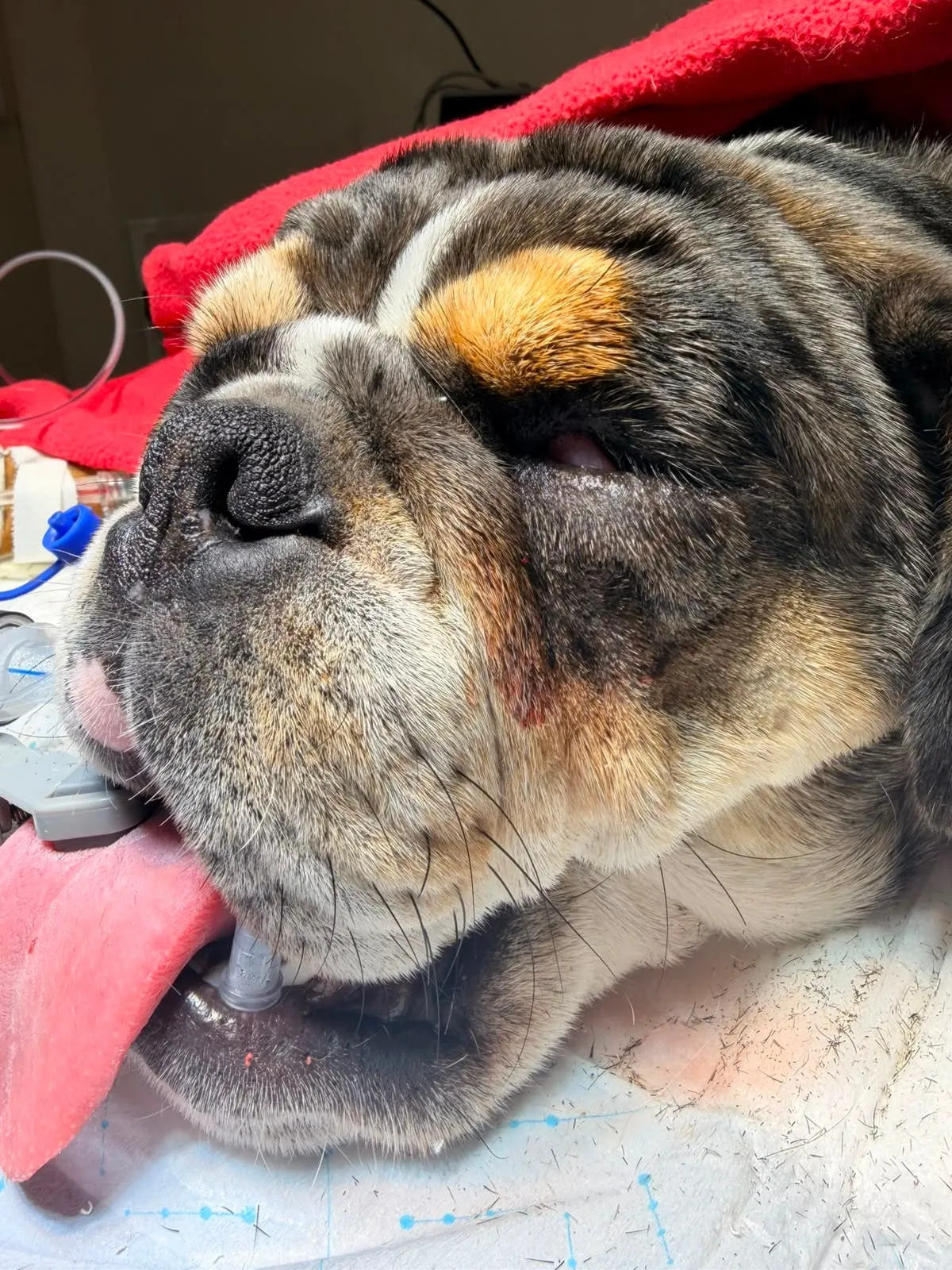Bulldog descansando tranquilo después de la cirugía