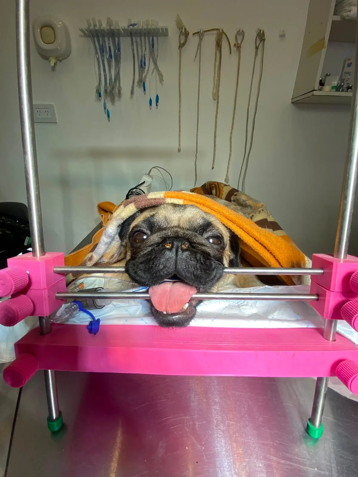 Pug abrigado con una manta en recuperación postoperatoria