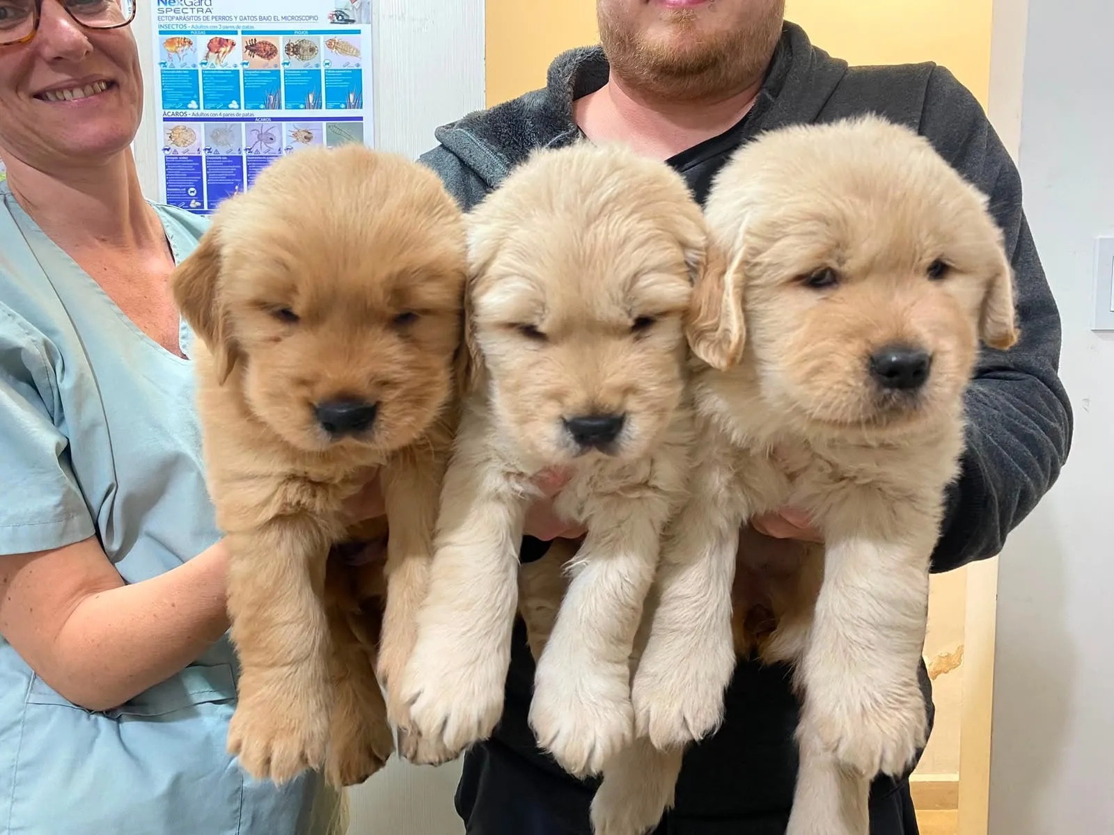 Tres cachorros golden retriever