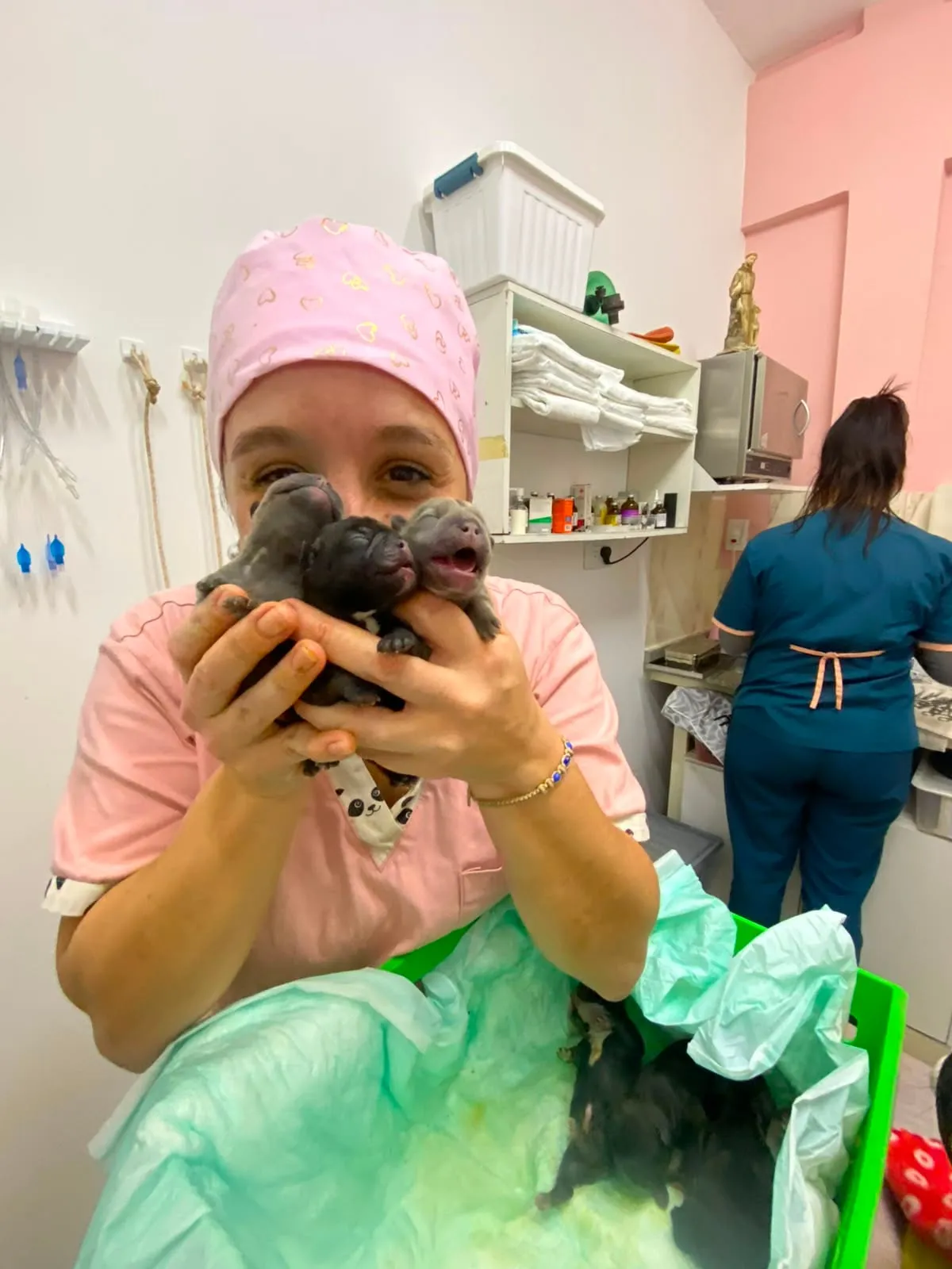Veterinaria con tres cachorros recién nacidos